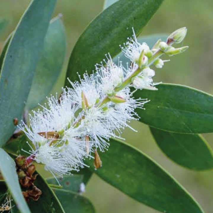 Aceite Esencial Tea Tree