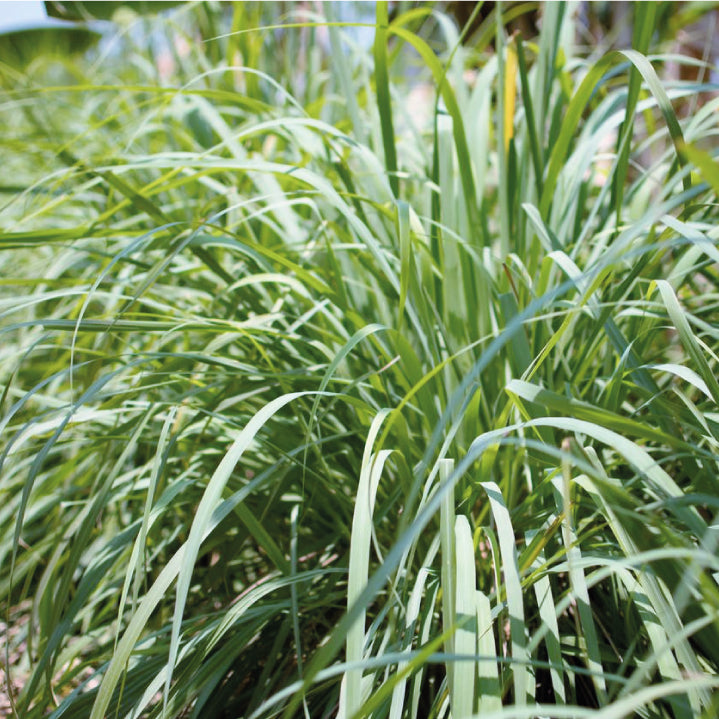 Aceite Esencial Citronella