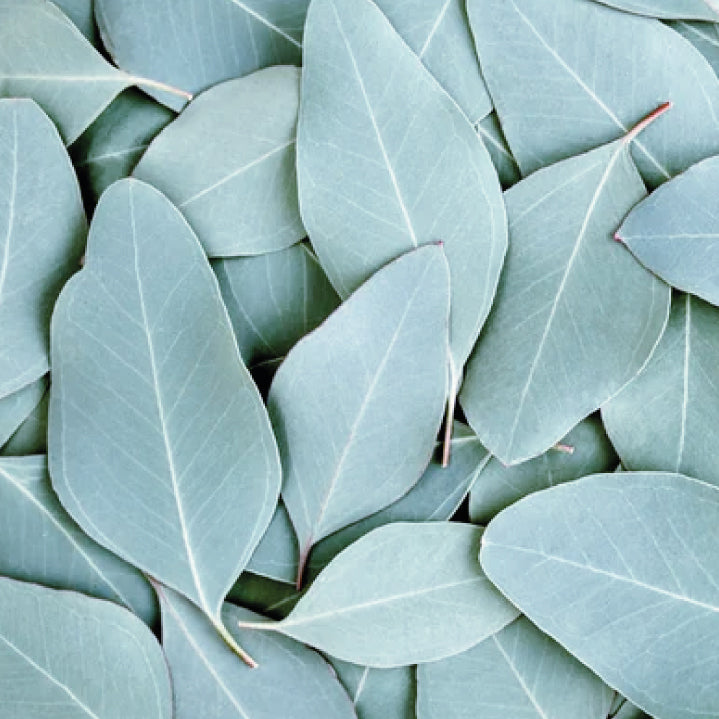 Aceite Esencial Eucalipto