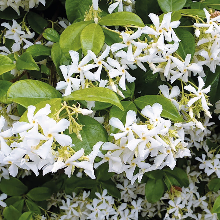 Aceite Esencial Jazmín