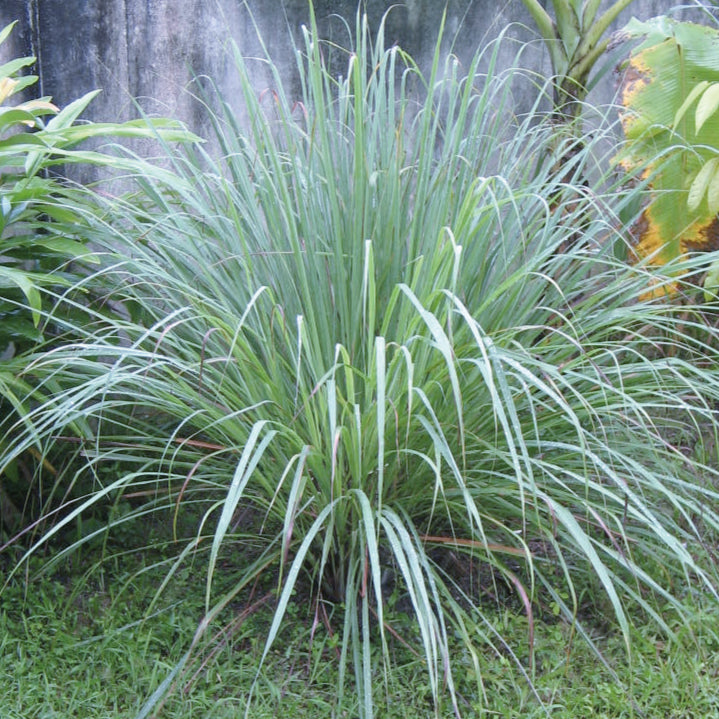 Aceite Esencial Lemongrass