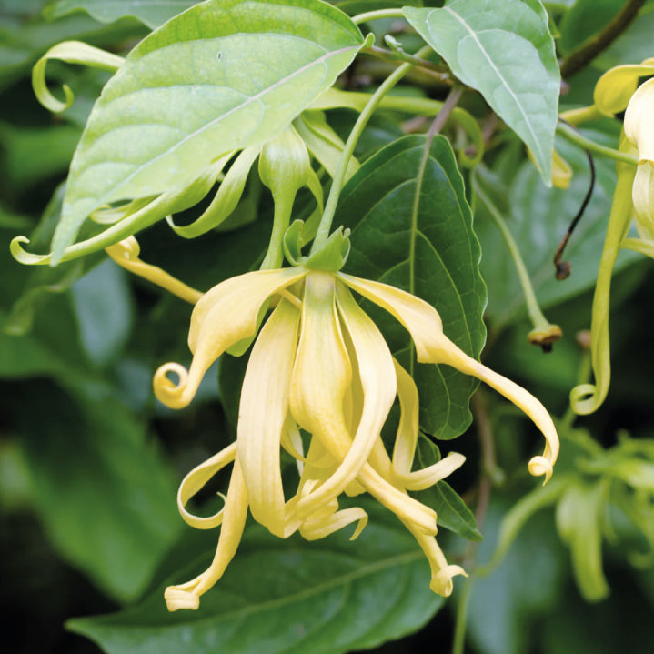 Aceite Esencial Ylang Ylang